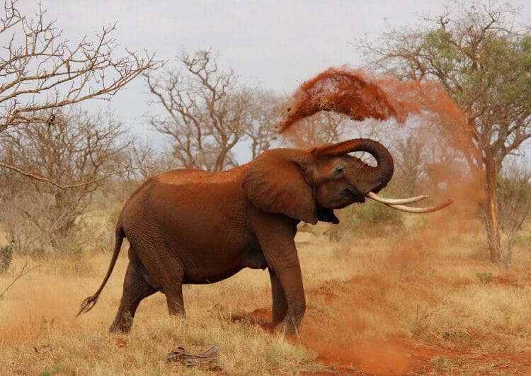 Dynamische Mobilitätsdatenverordnung: Vom Elefant zur Mücke