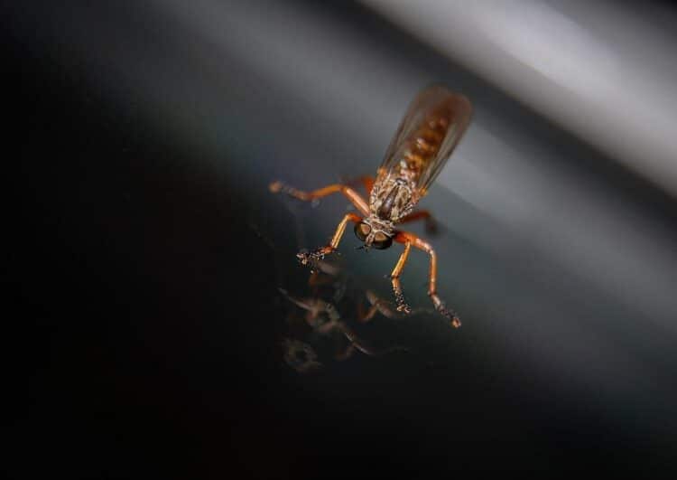 Dynamische Mobilitätsdatenverordnung: Vom Elefant zur Mücke