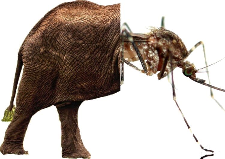 Dynamische Mobilitätsdatenverordnung: Vom Elefant zur Mücke