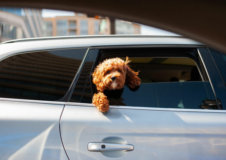 Abweisung von Assistenzhund hat ein Nachspiel