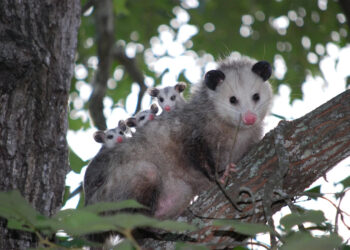 Taxizentralen sind marktbeherrschende Institutionen mit Pflichten