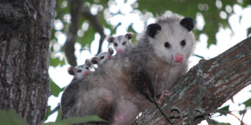 Taxizentralen sind marktbeherrschende Institutionen mit Pflichten