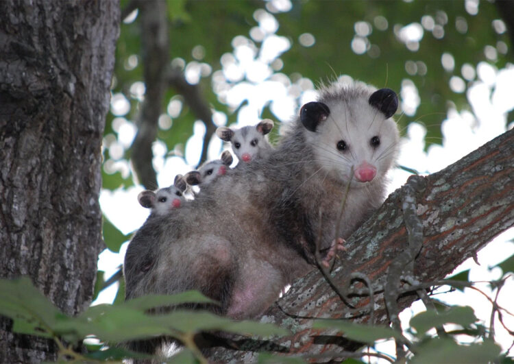 Taxizentralen sind marktbeherrschende Institutionen mit Pflichten