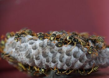 Mietwagen-Betriebsprüfungen: Münchner Behörde sticht in ein Wespennest