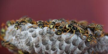 Mietwagen-Betriebsprüfungen: Münchner Behörde sticht in ein Wespennest