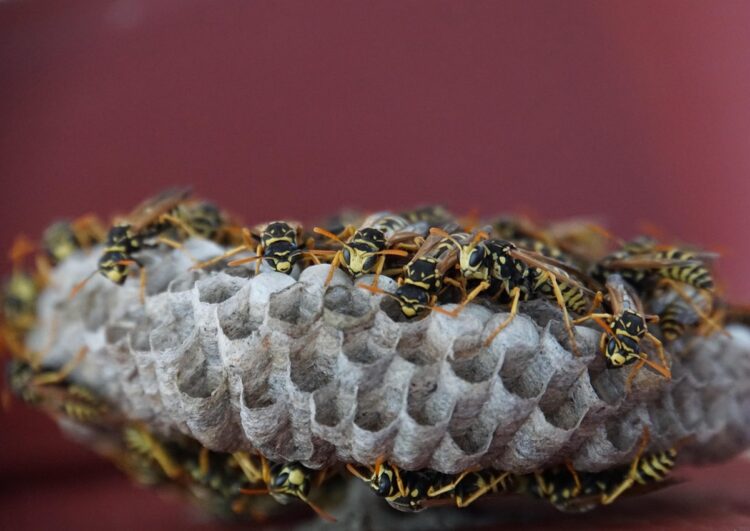 Mietwagen-Betriebsprüfungen: Münchner Behörde sticht in ein Wespennest