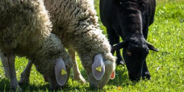 Symbolbild, schwarzes Schaf, pixabay