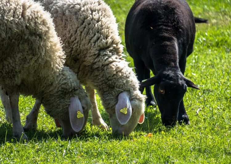 Symbolbild, schwarzes Schaf, pixabay